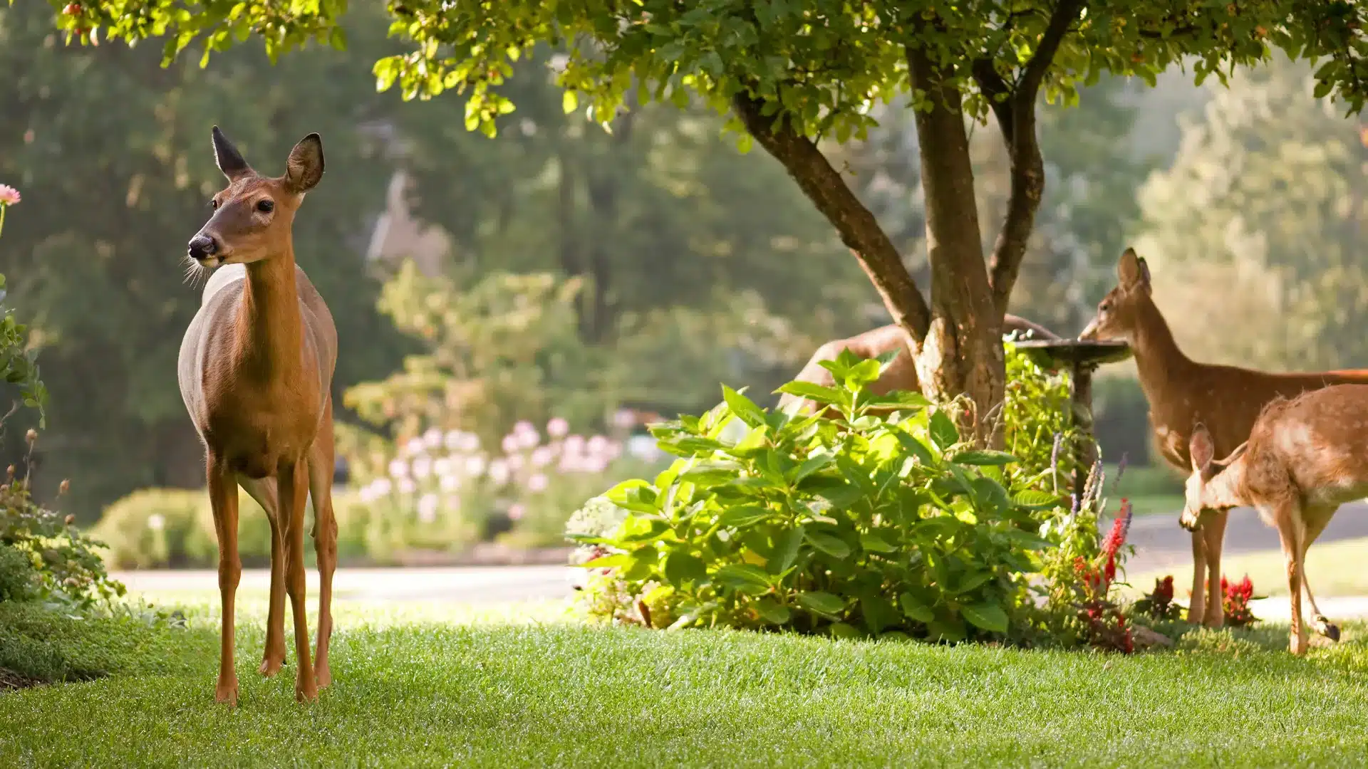 Certifying-Your-Yard-As-A-Wildlife-Habitat