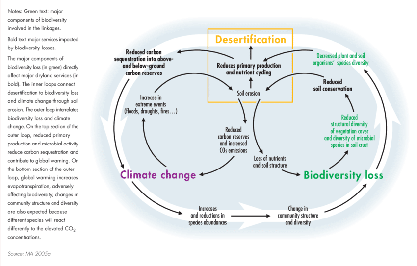 Linkages-and-feedback-loops-among-desertification-global-climate-change-and-biodiversity