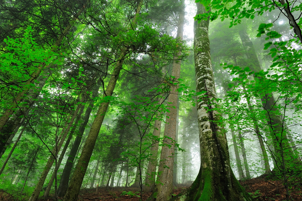 Pristine Beech (Fagus sylvatica) and Fir (Abies sp) forests in mist, Stramba Valley, Fagaras Mountains, Southern Carpathians, Romania, July. Natura 2000 site