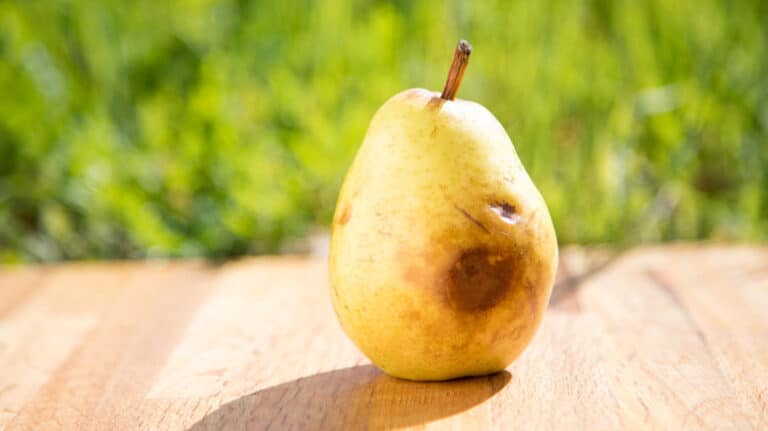 Bruised Pear
