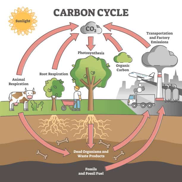 Carbon cycle with CO2 dioxide gas exchange process scheme outline concept. Photosynthesis, respiration and transport or factory emissions as biochemical system labeled explanation vector illustration.