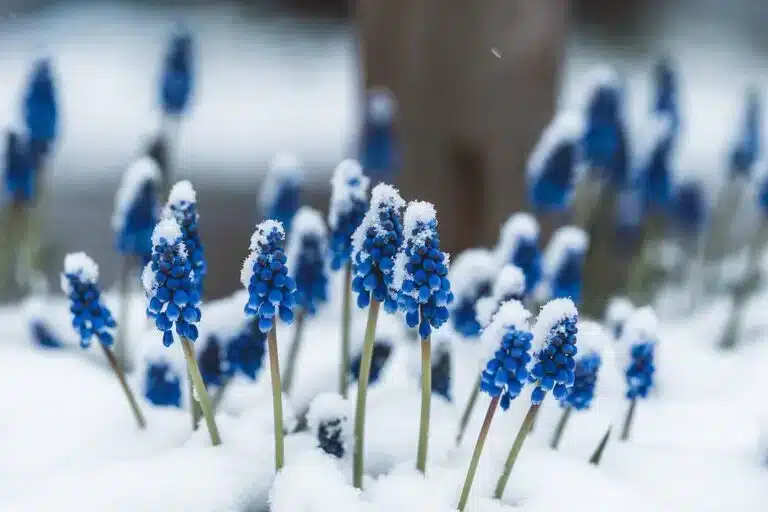 seasons-768x512.jpeg