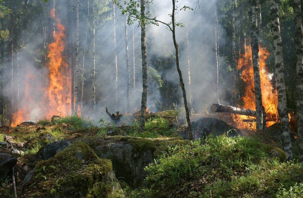 why-is-deforestation-bad-1024x668