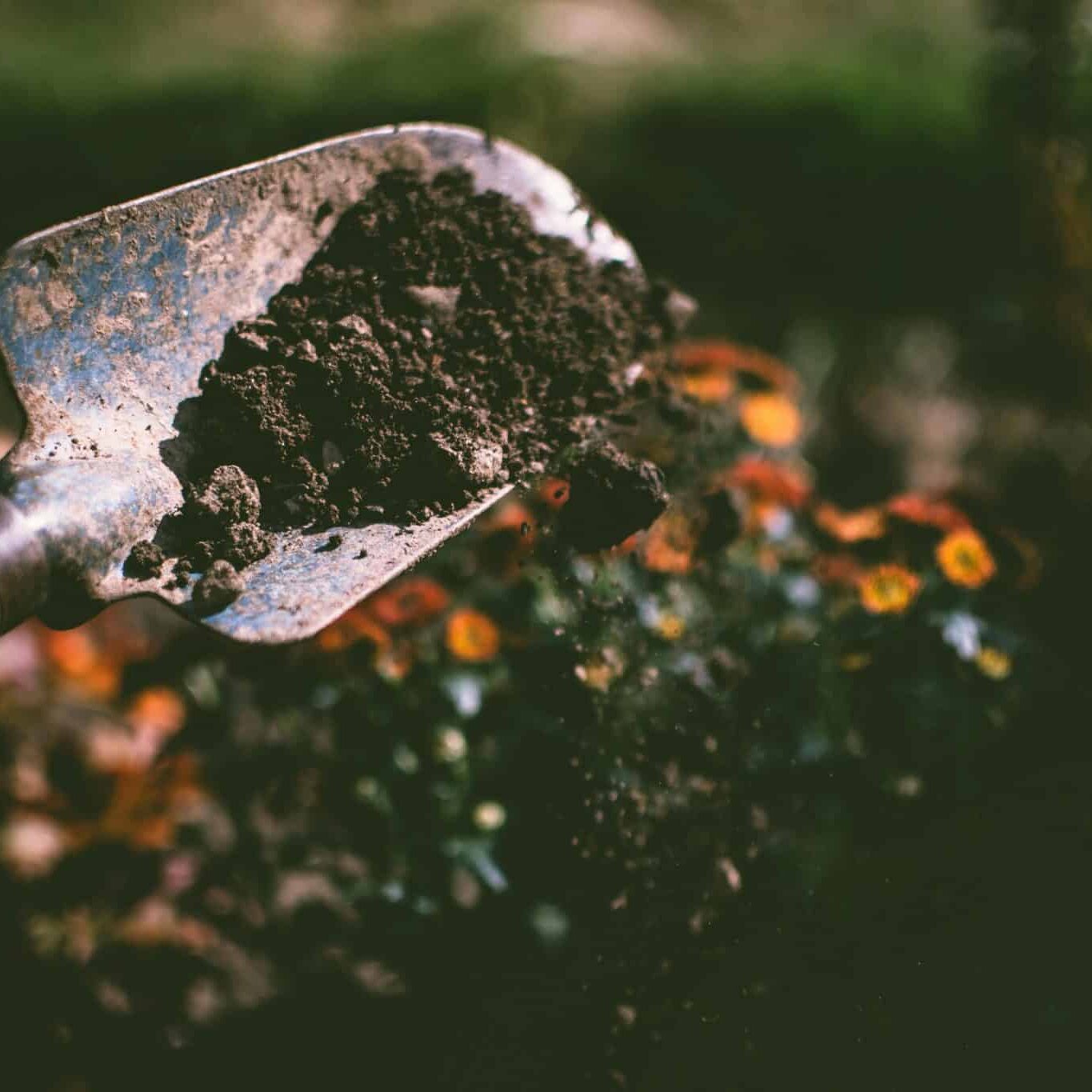 pexels-fotios-photos-1301856