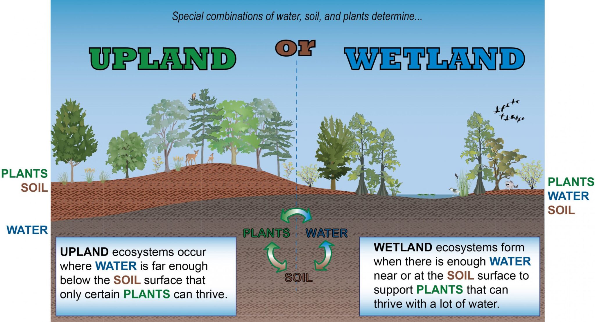 conceptual-diagram-Wetland-vs-upland-KG-02-scaled