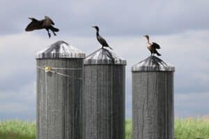 Cormorants_Hackensack River