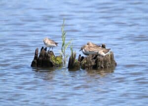 Semipalmated Sandpipers_Mill Creek Marsh Trail