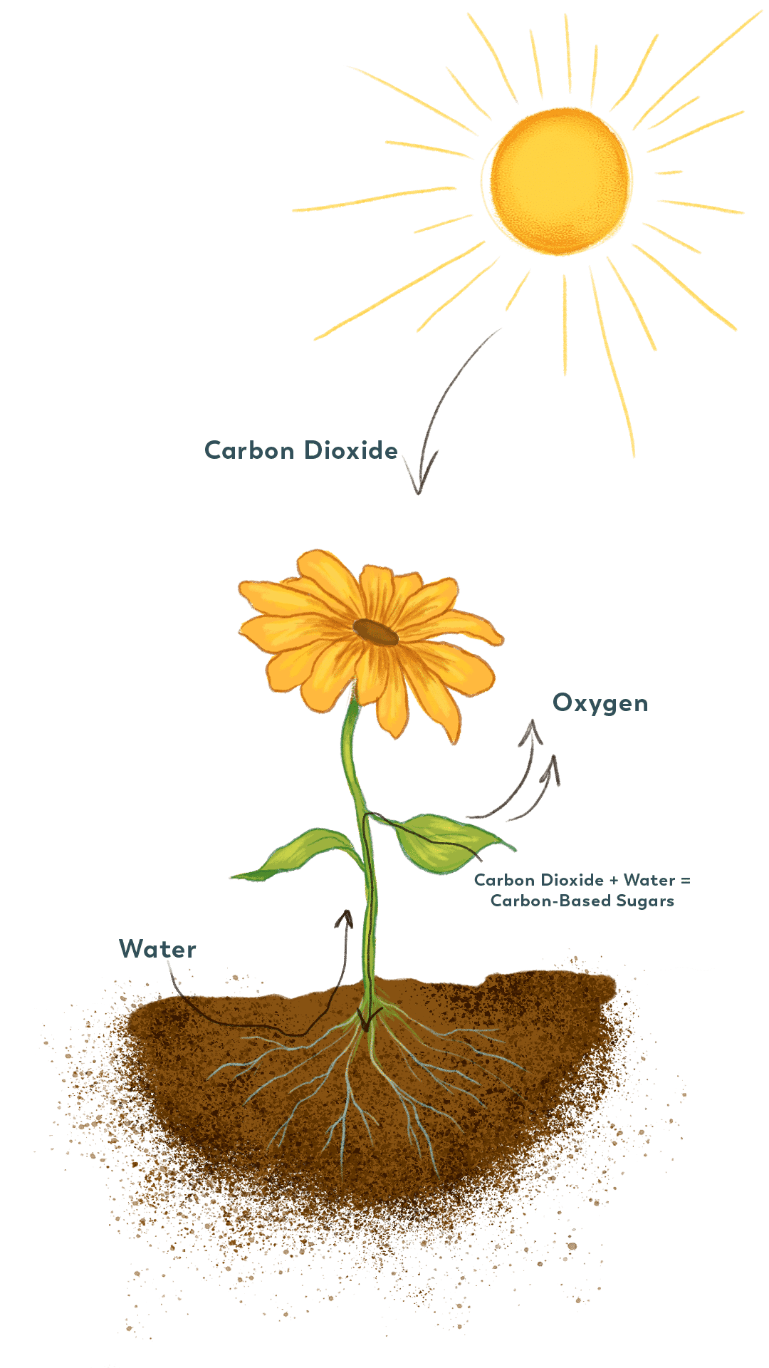 Plants, Animals, & Soil – Soil Quest