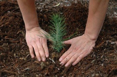 planting-pine-tree-400x266
