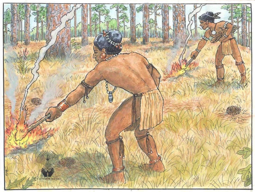 Native Americans of the southeast maintained the longleaf forest with fire.