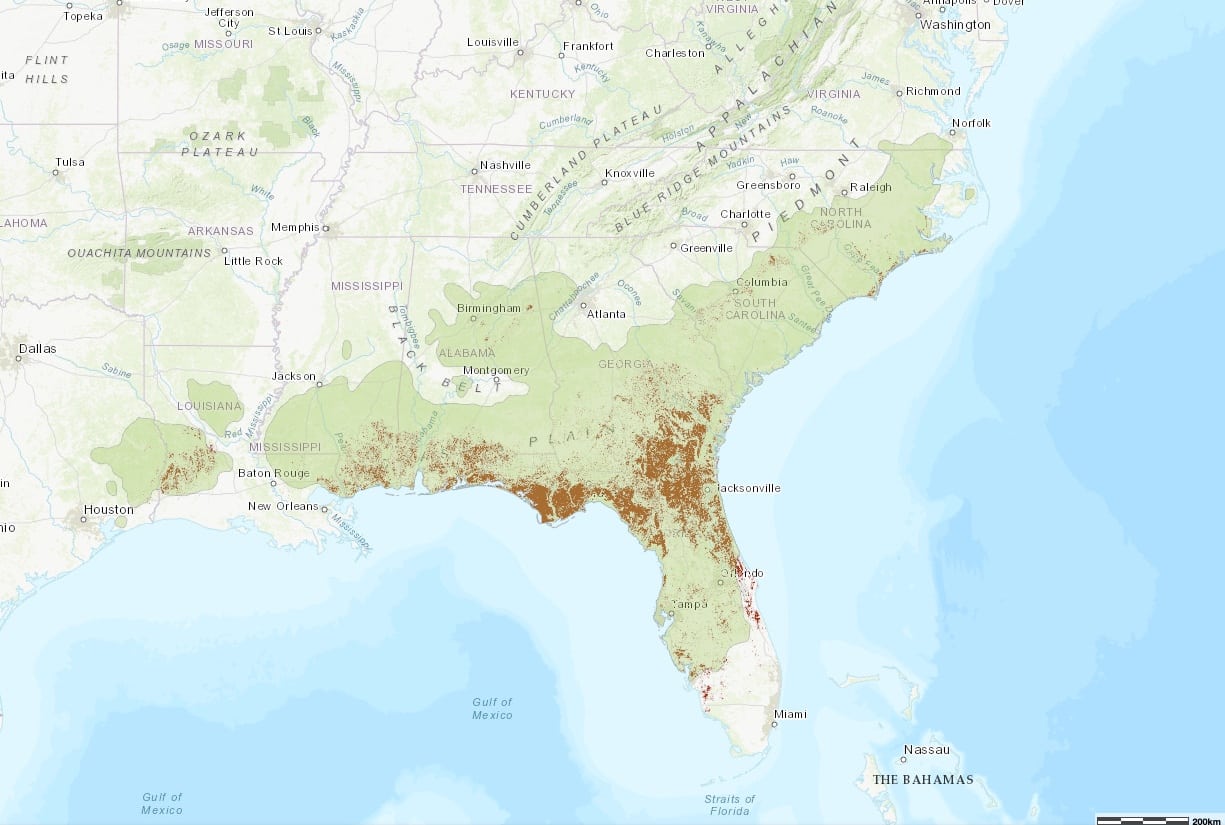 Map #2 - Red areas indicate current pine forests (not even longleaf!)