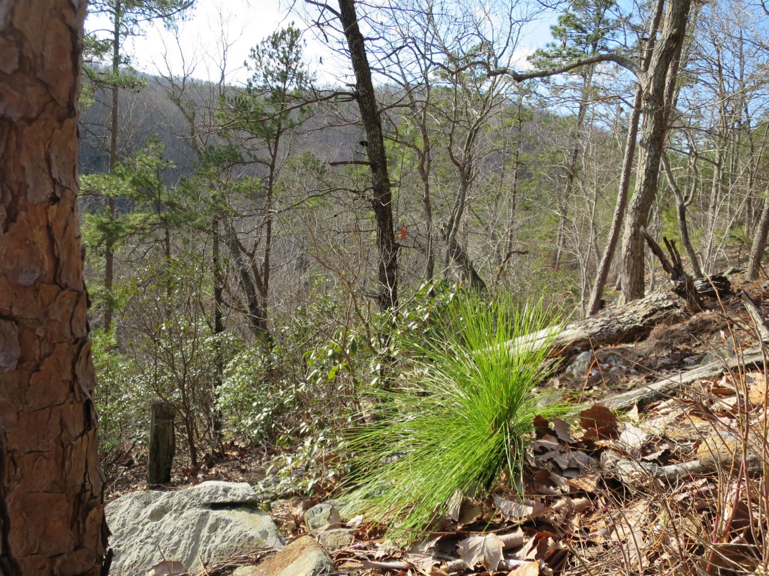 Montane Quest For The Longleaf Pine Ecosystem