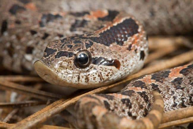 southern-hognose-snake-close-up