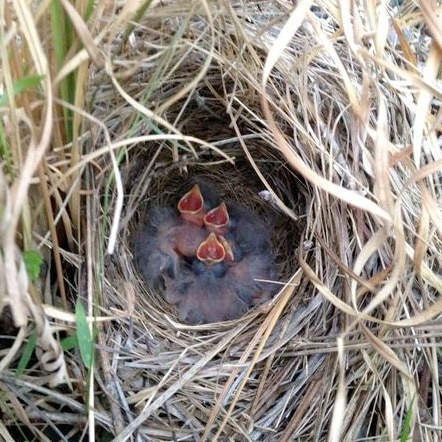 Bachman's Sparrow Nest - photo by John Carpenter