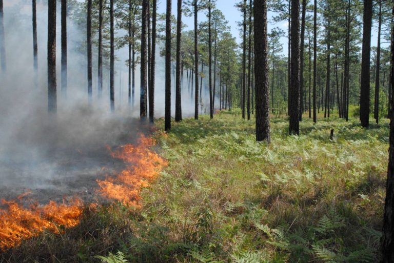 Importance of Fire – Quest for the Longleaf Pine Ecosystem