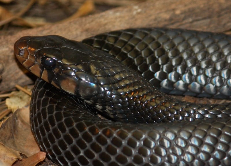 Eastern Indigo Snake Sandhills Quest For The Longleaf Pine Ecosystem