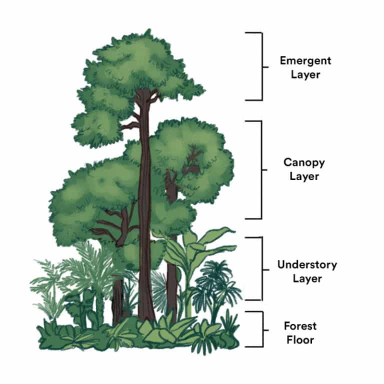 What is the longleaf ecosystem? – Quest for the Longleaf Pine Ecosystem