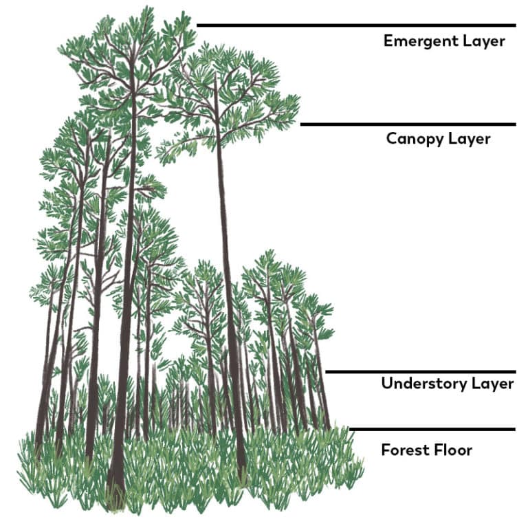 What is the longleaf ecosystem? – Quest for the Longleaf Pine Ecosystem