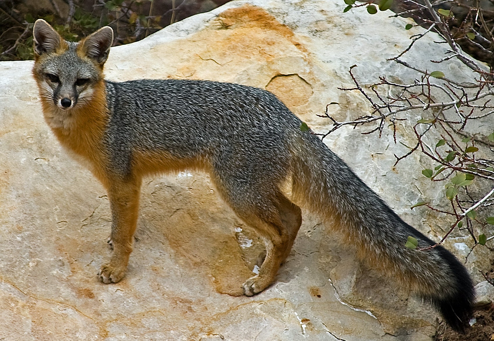 Gray Fox – Quest for the Longleaf Pine Ecosystem