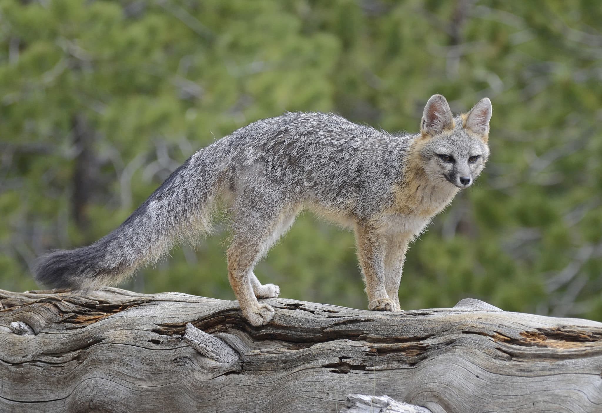 Gray Fox Quest For The Longleaf Pine Ecosystem