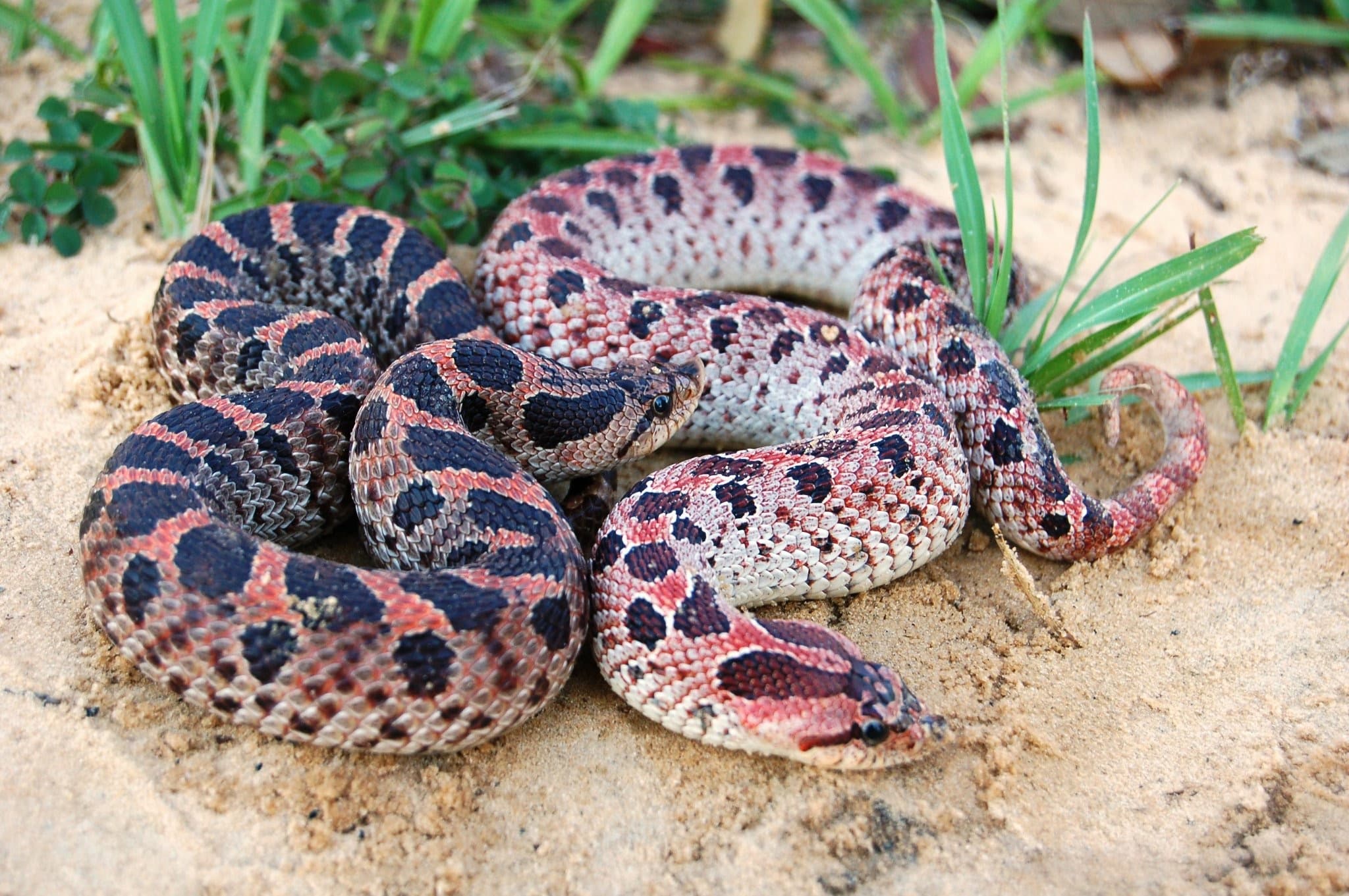 Southern Hognose Snake – Quest for the Longleaf Pine Ecosystem