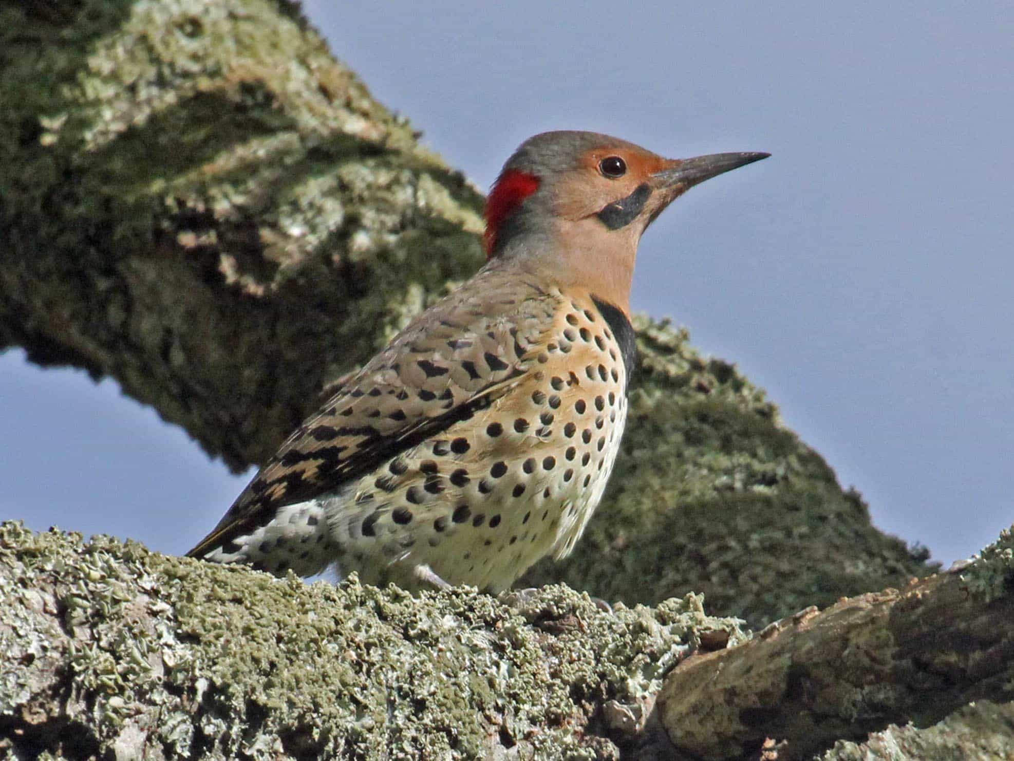 Northern_Flicker_male_Yellow-shafted