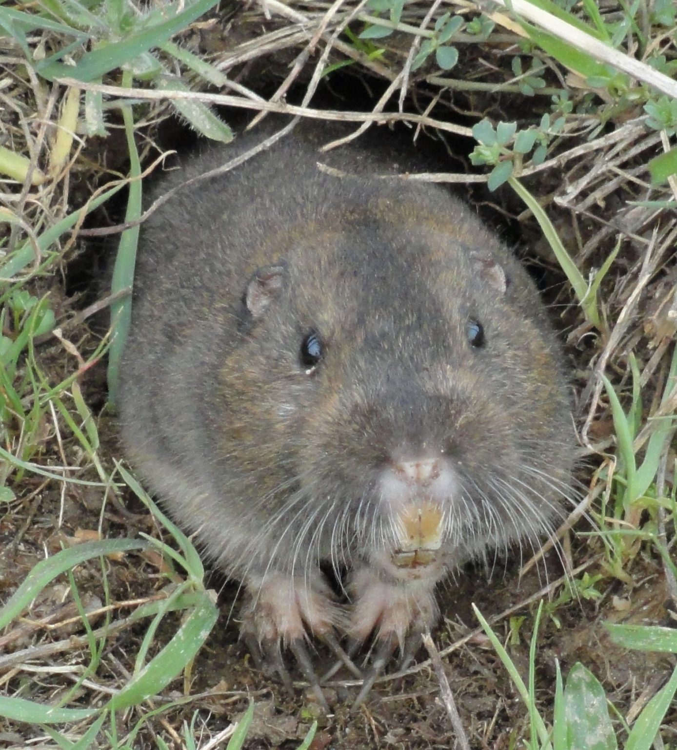 SE Pocket Gopher Quest For The Longleaf Pine Ecosystem