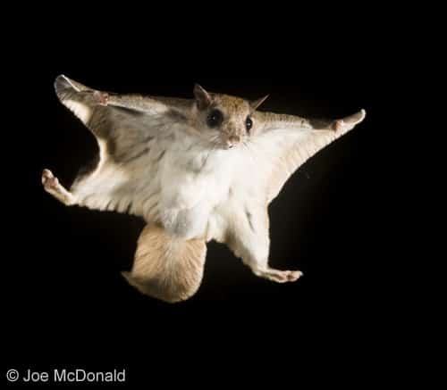 A Pair of Flying Squirrels taken in a 5x5x24 Comstock Live
