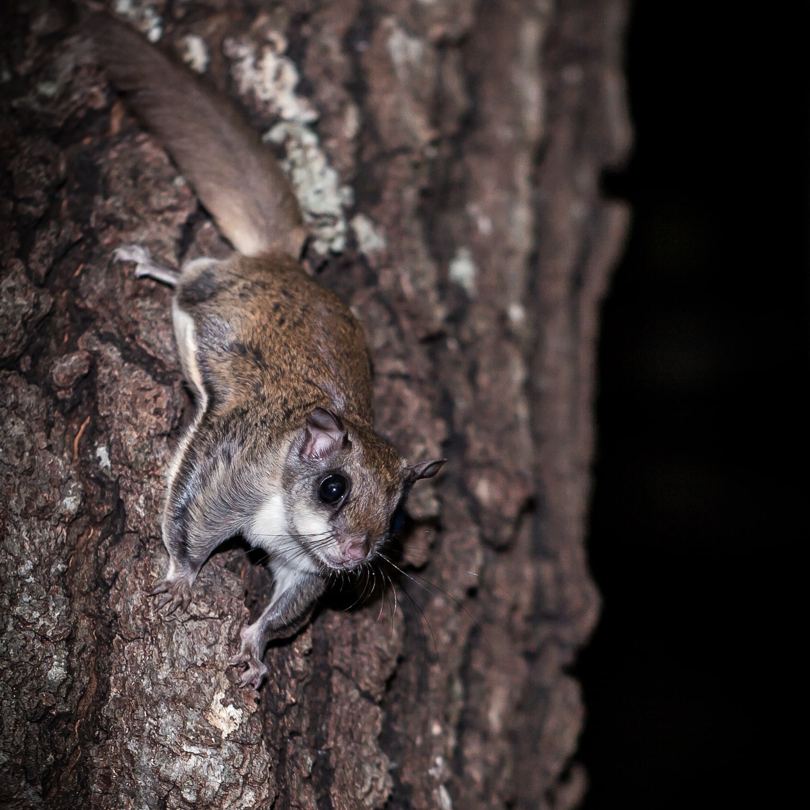 Southern_flying_squirrel_B