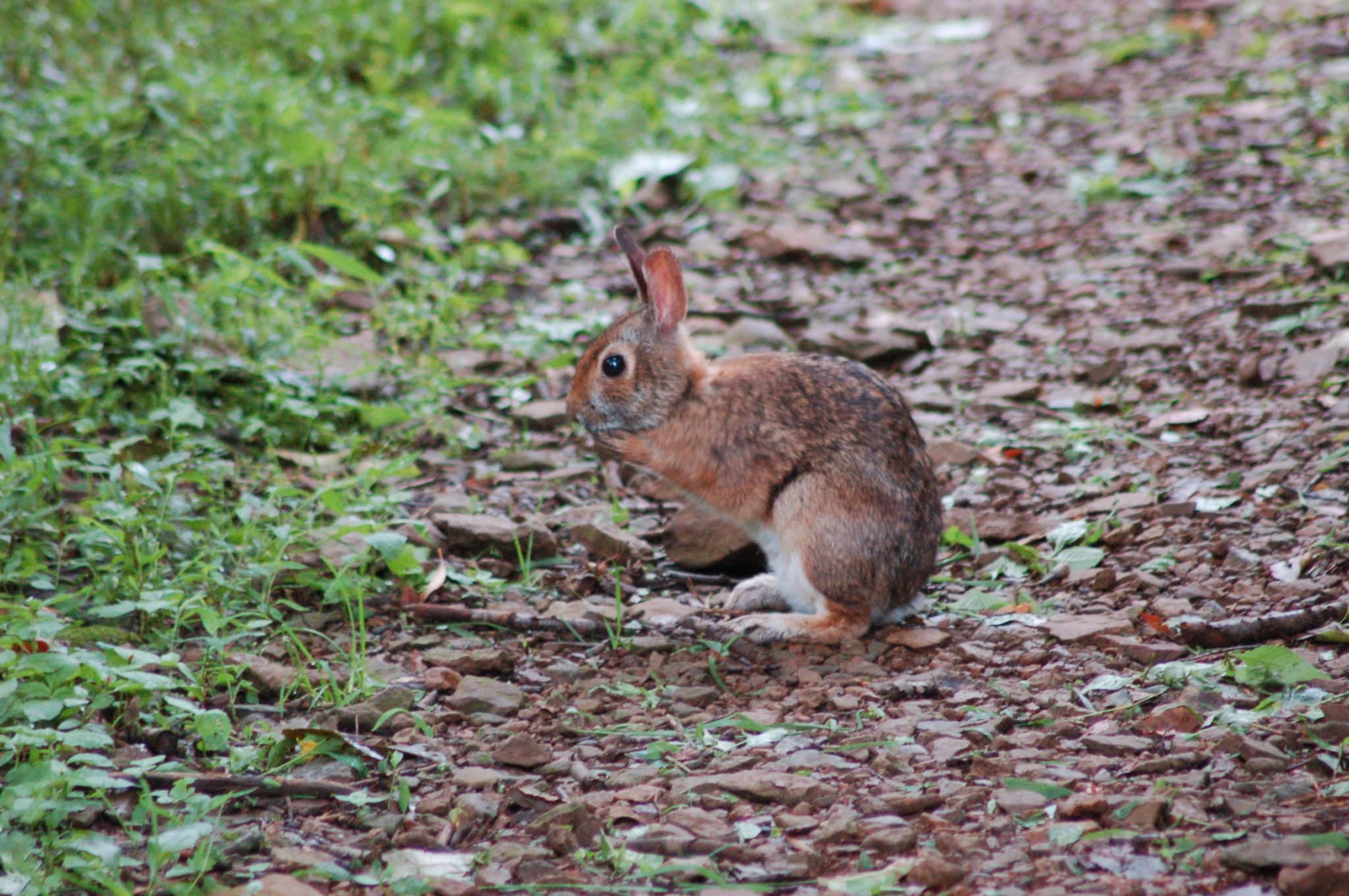 Eastern Cottontail  State of Tennessee, Wildlife Resources Agency