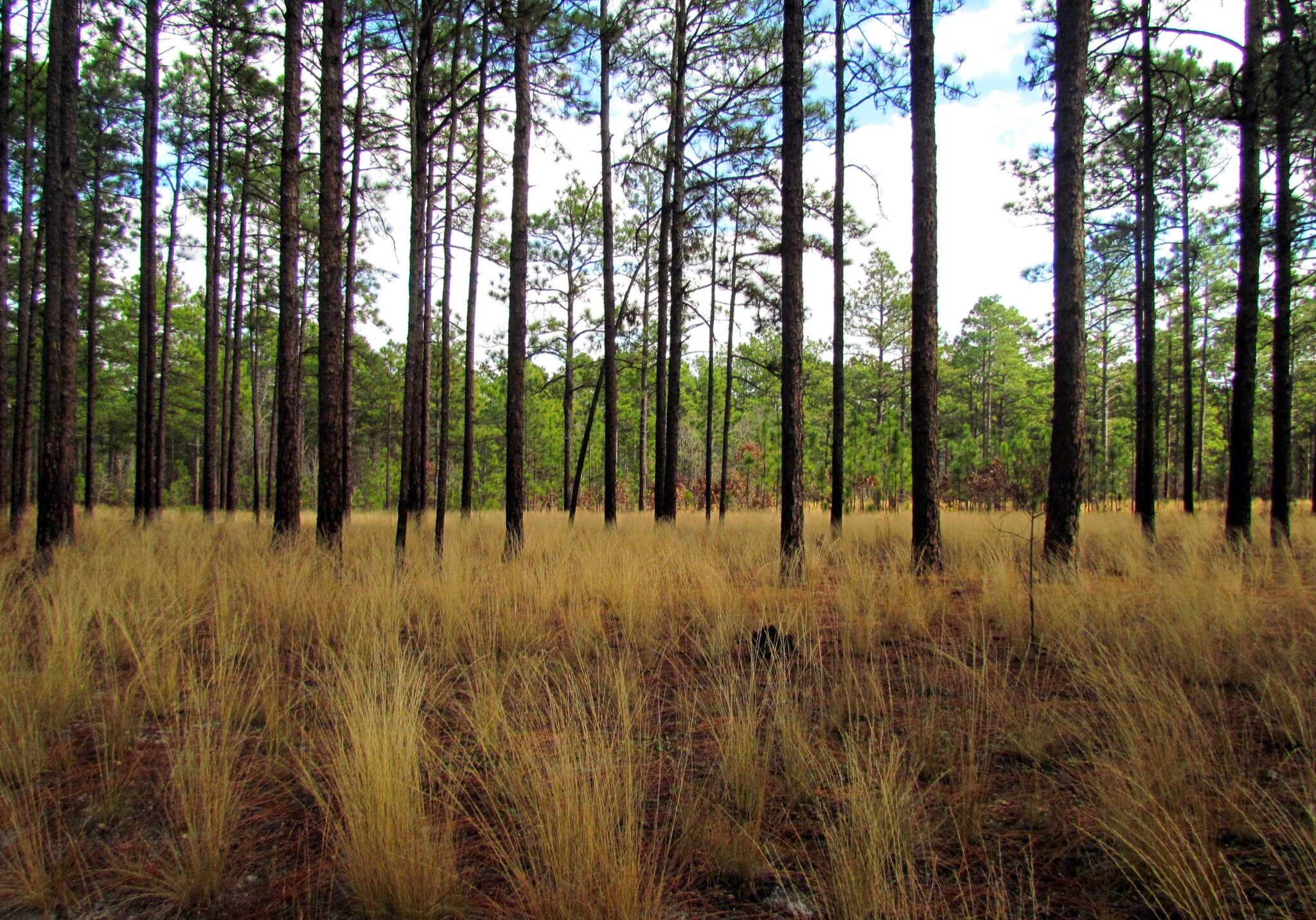 longleaf pine savannah