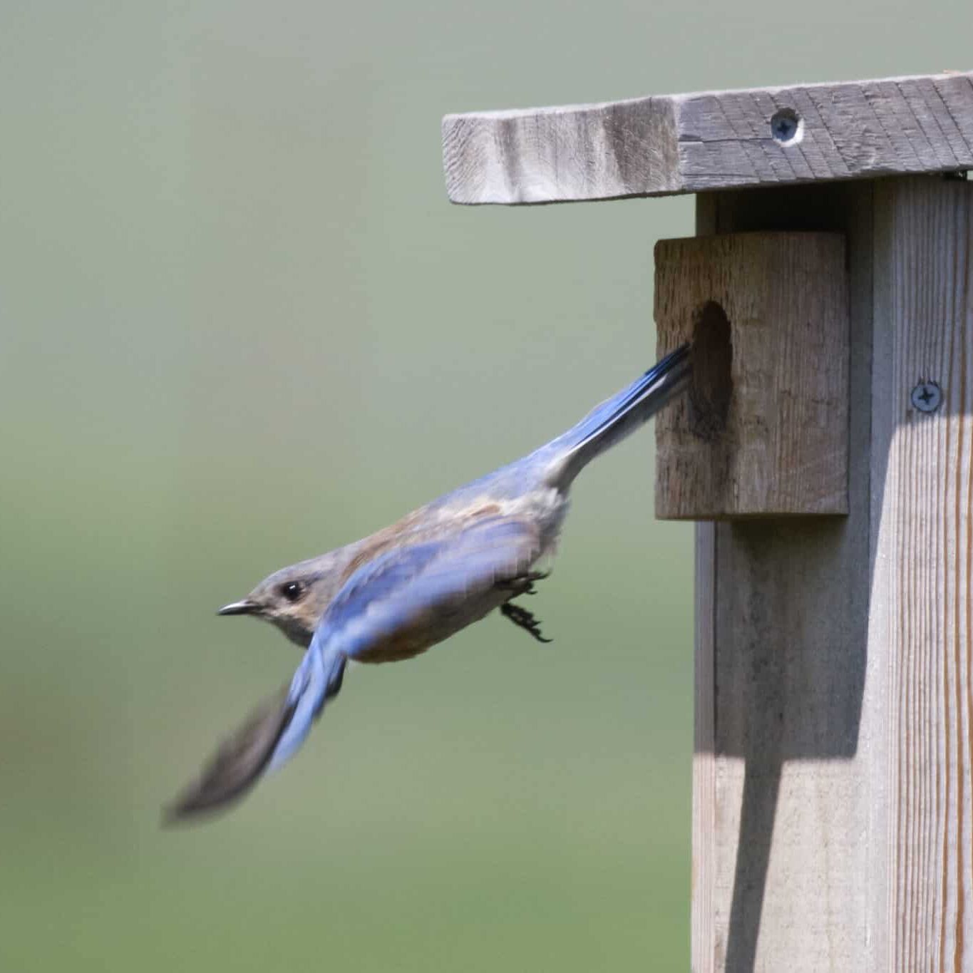 One of a pair of Western Bluebird's taking care of their nest.