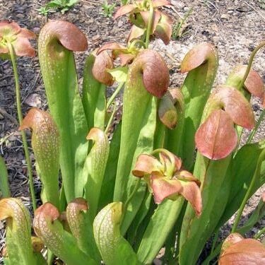 hooded-pitcherplant