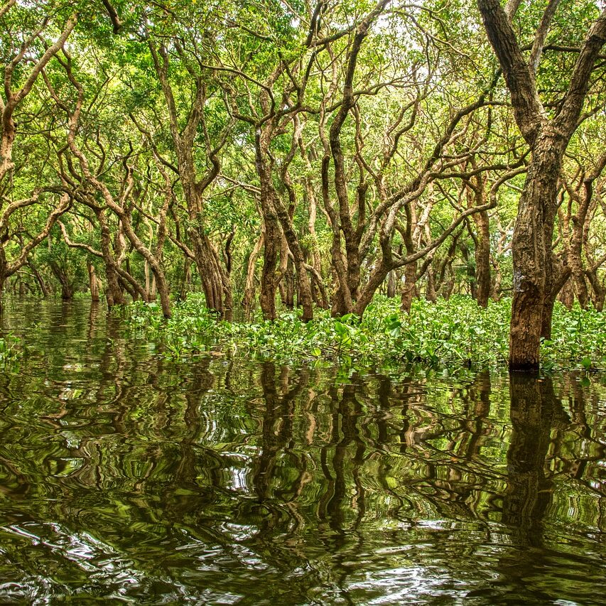 mangrove-5121263_1280