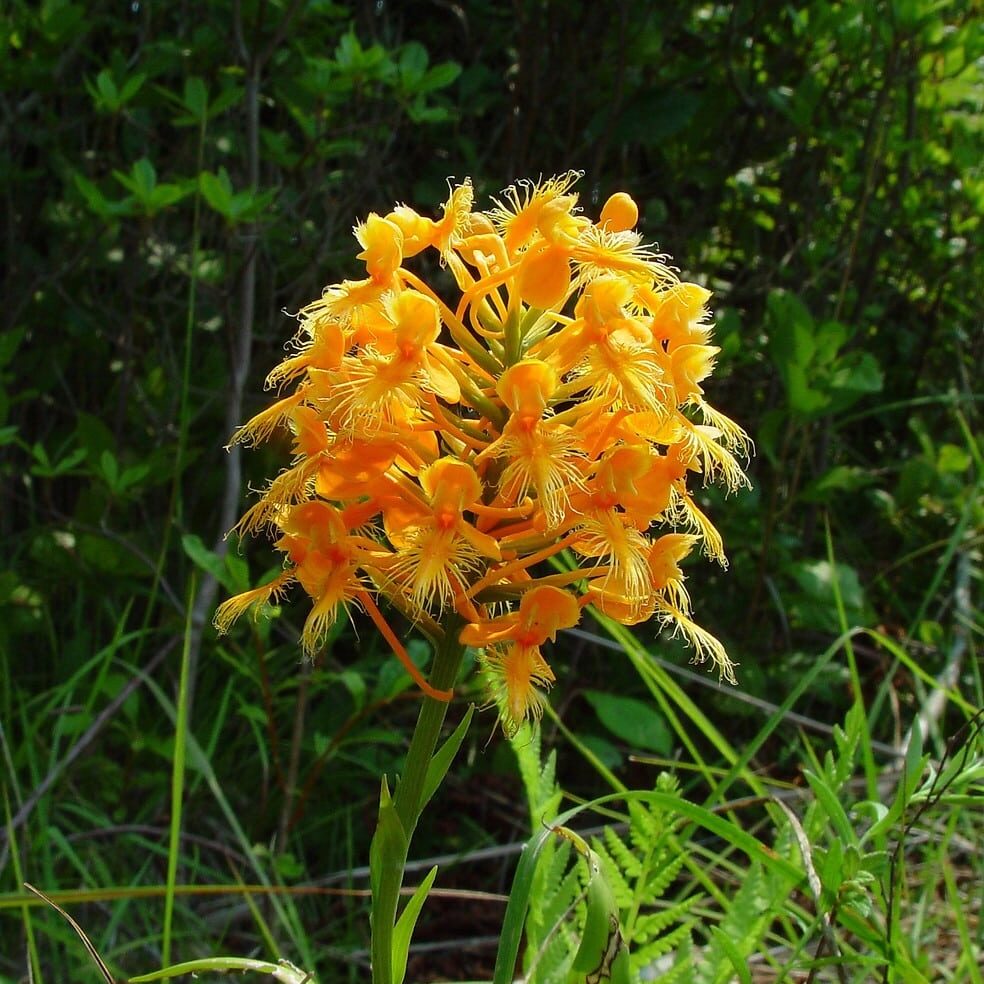 orangefringedorchid