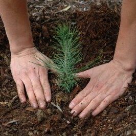 planting-pine-tree-400x266
