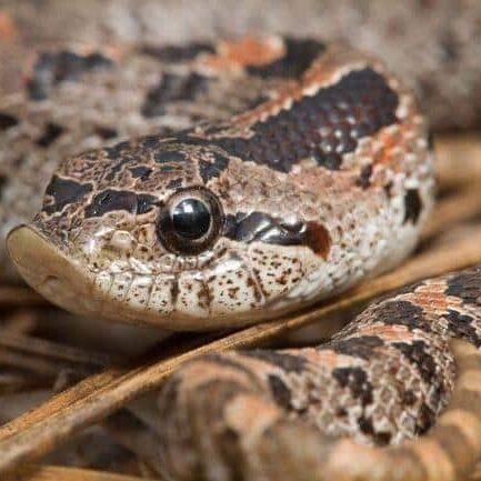southern-hognose-snake-close-up