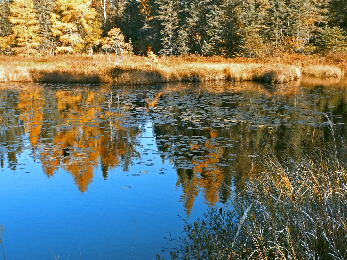 pond_reflections_autumn_nature_water_minnesota_wilderness_wetland-550248