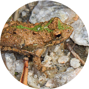 n cricket frog