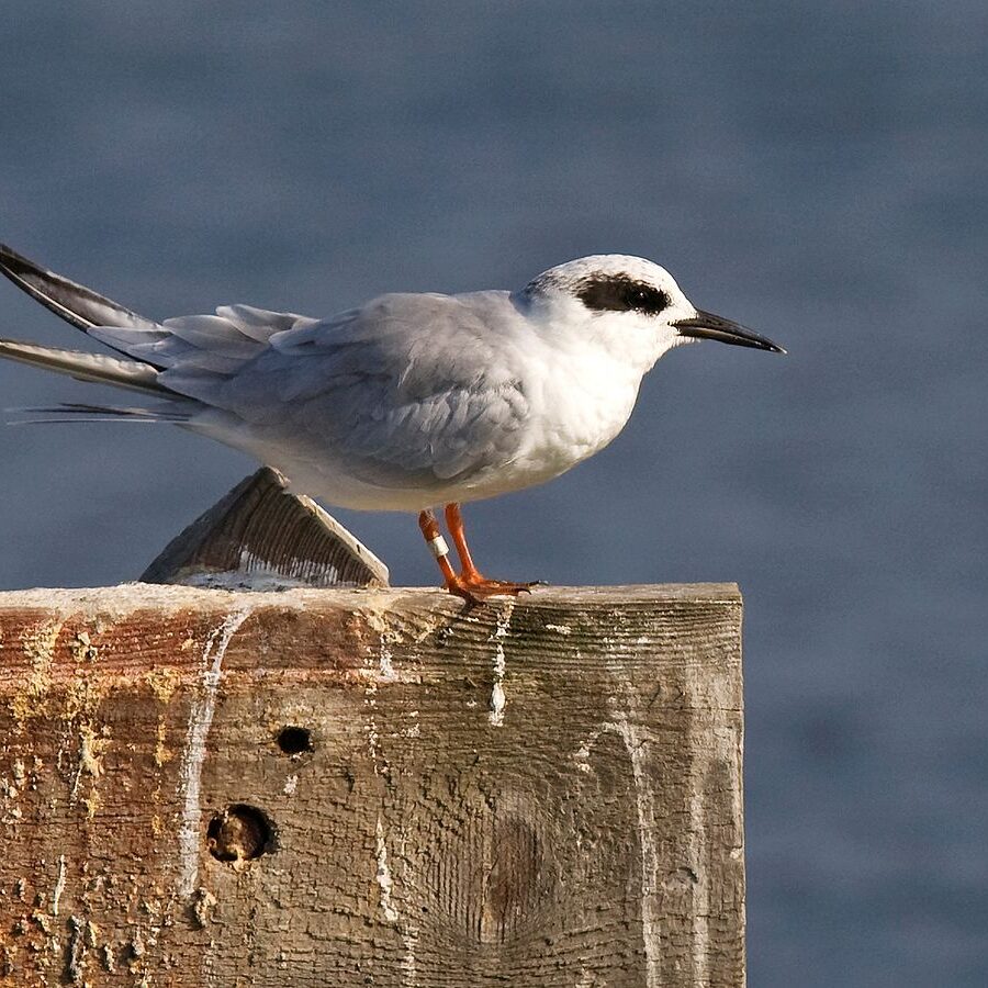 1200px-Forster's_Tern