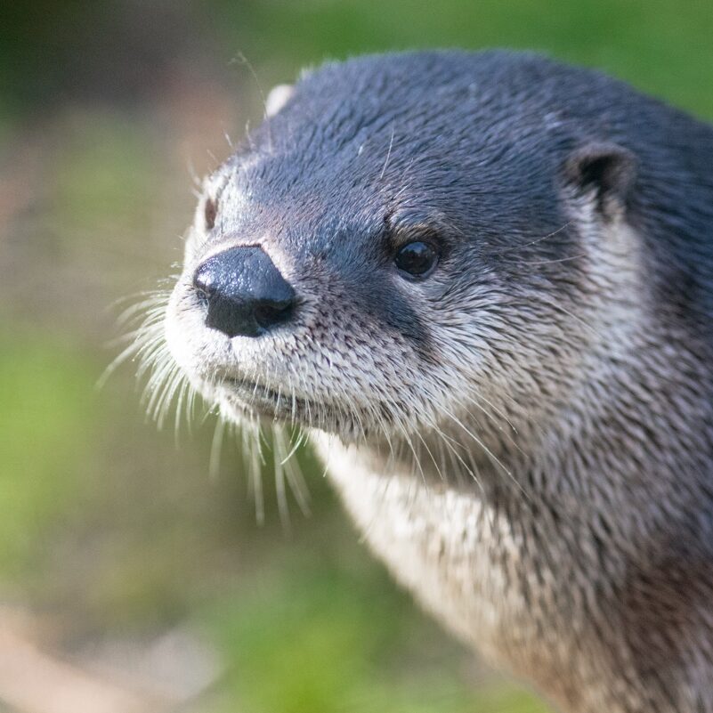 River_Otter_and_Grass_(23248757449)