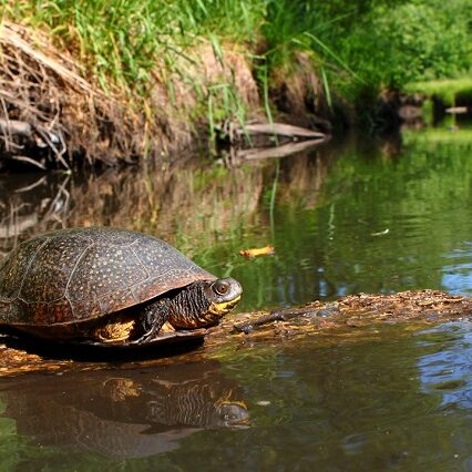 Blandings Turtle basking on a log in a pristine stream of northern Illinois.