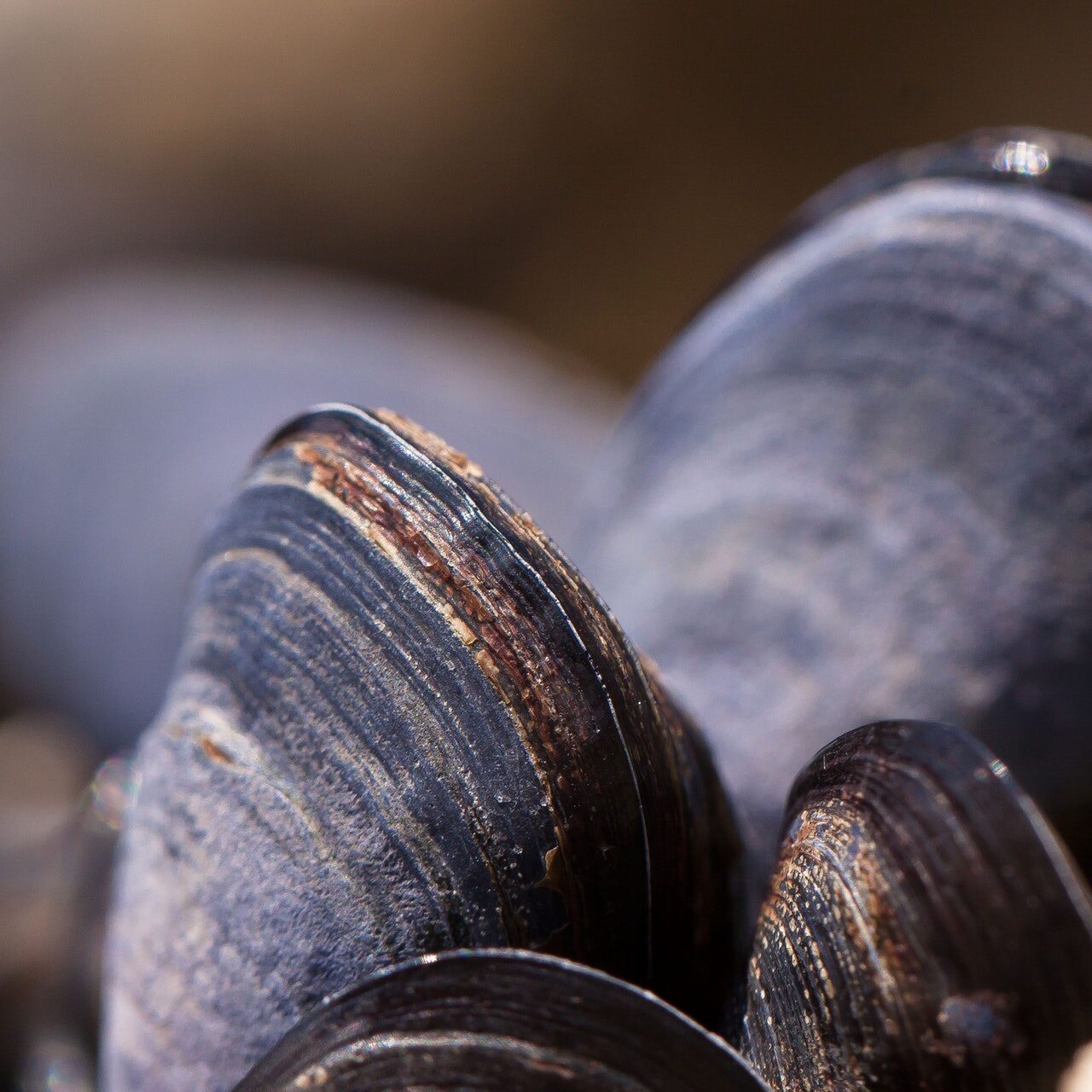 mussels-shells-mytilus-watt-area-53131