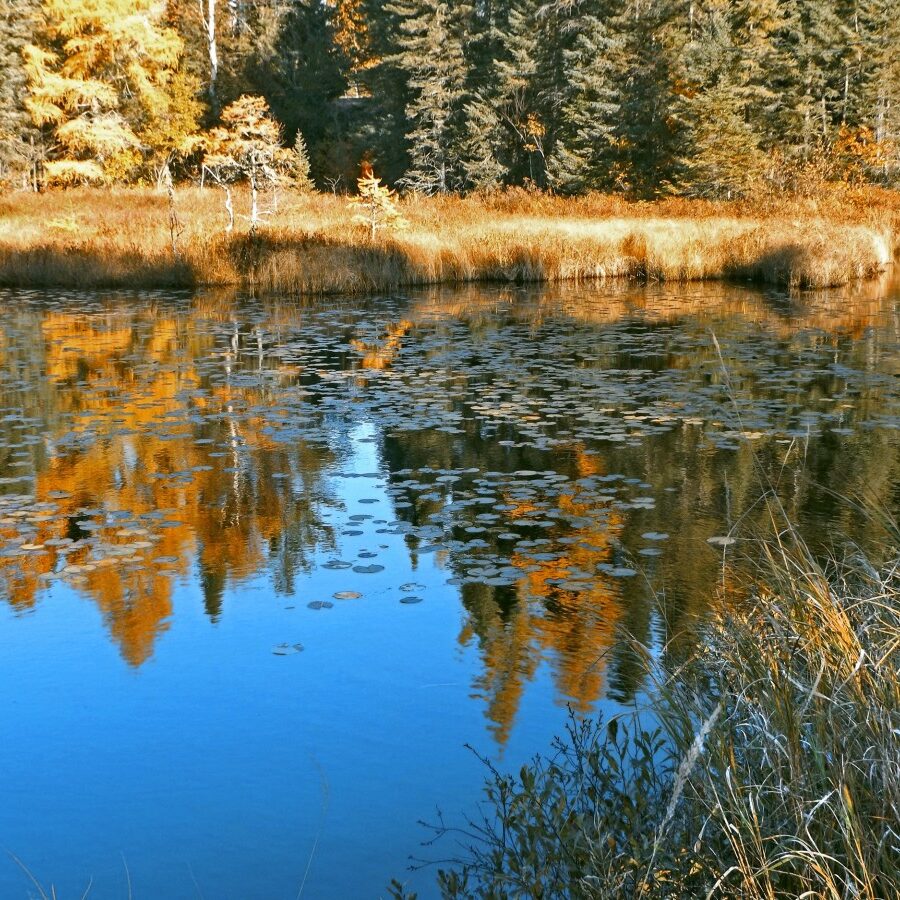 pond_reflections_autumn_nature_water_minnesota_wilderness_wetland-550248