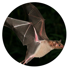 Mexican-long-nosed-bat_RND