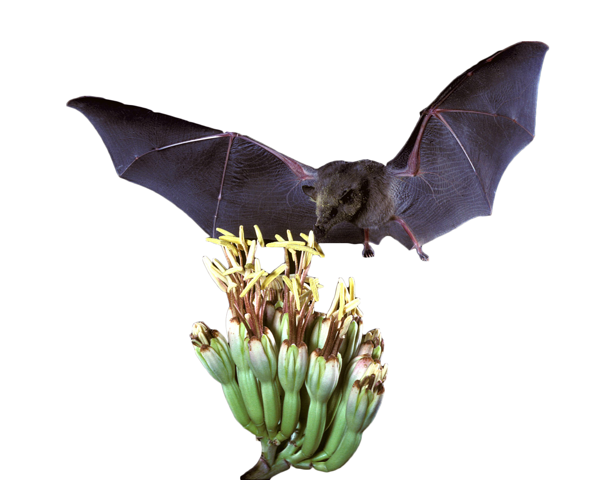 Mexican Long Tongued Bat