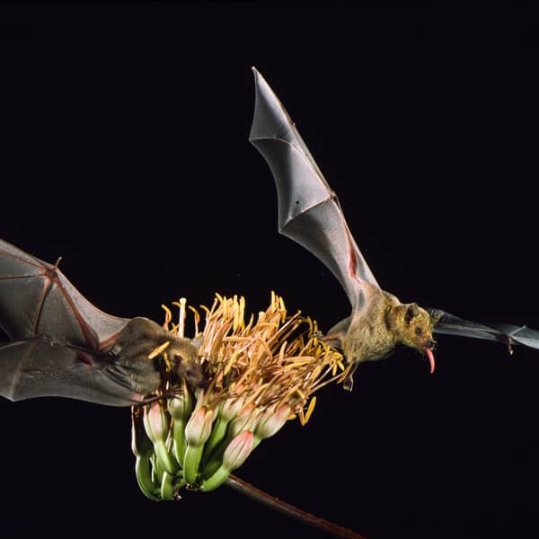 Endangered Lesser long-nosed bats (Leptonycteris yerbabuenae) pollinating an agave plant (Agave palmeri) in Arizona. Hundreds of species of agave plants rely on such bats as primary pollinators in arid areas from the southwestern United States to southern Peru and across the Caribean Islands.