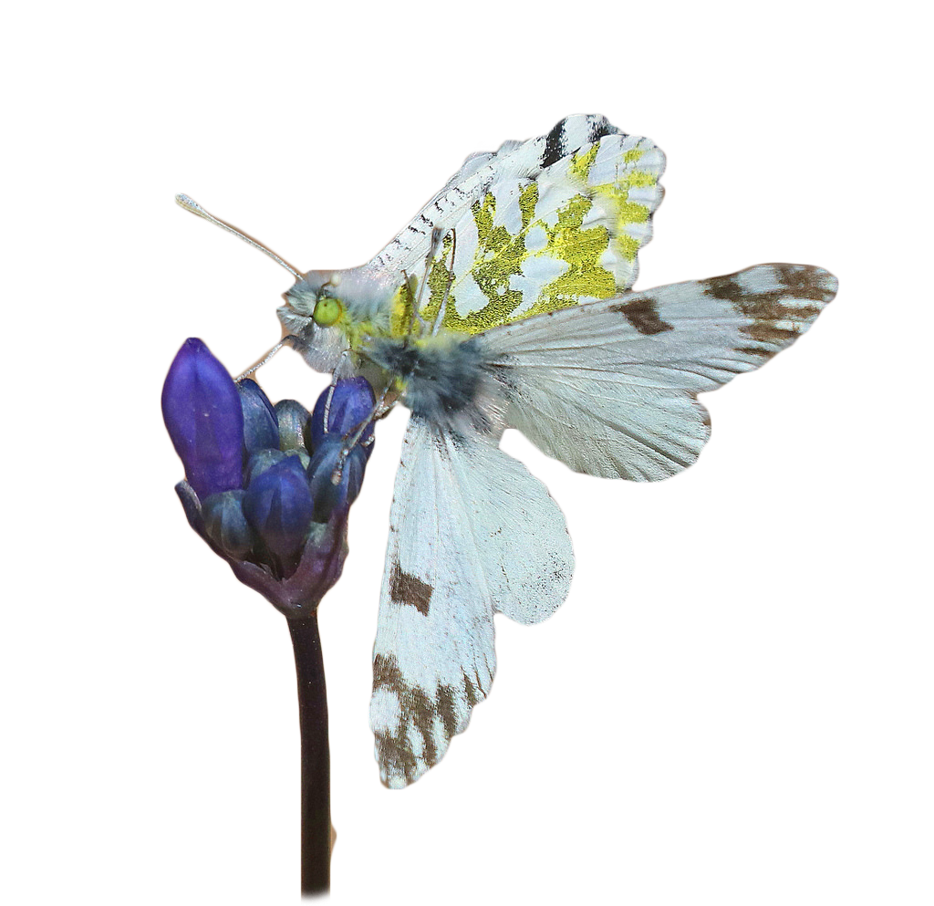 butterfly-flower copy