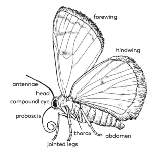 Structure & Function – Pollinator Quest