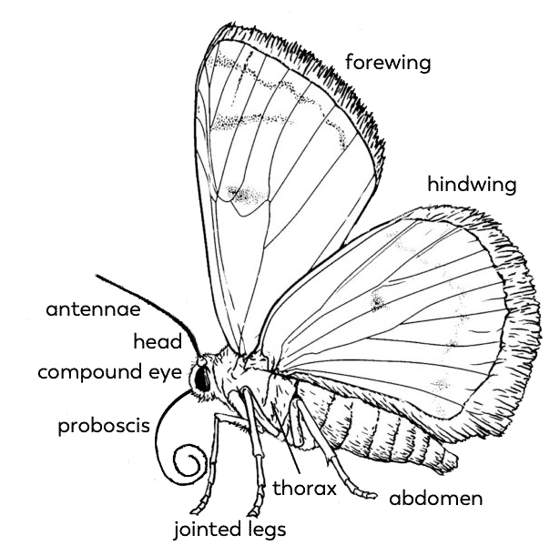 butterfly-parts